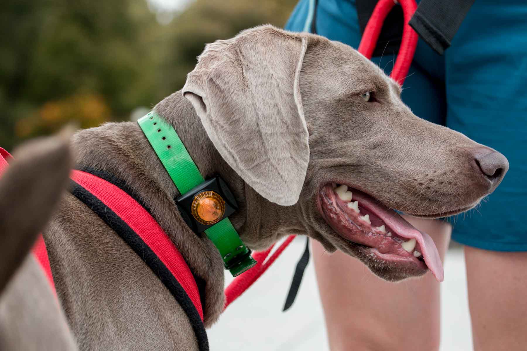 Guardian Collar Mount Signal Light Dog